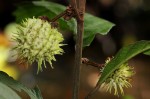 Lindackeria poggei