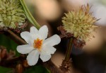 Lindackeria poggei
