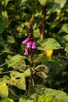 Macropsychanthus comosus