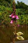 Macropsychanthus comosus