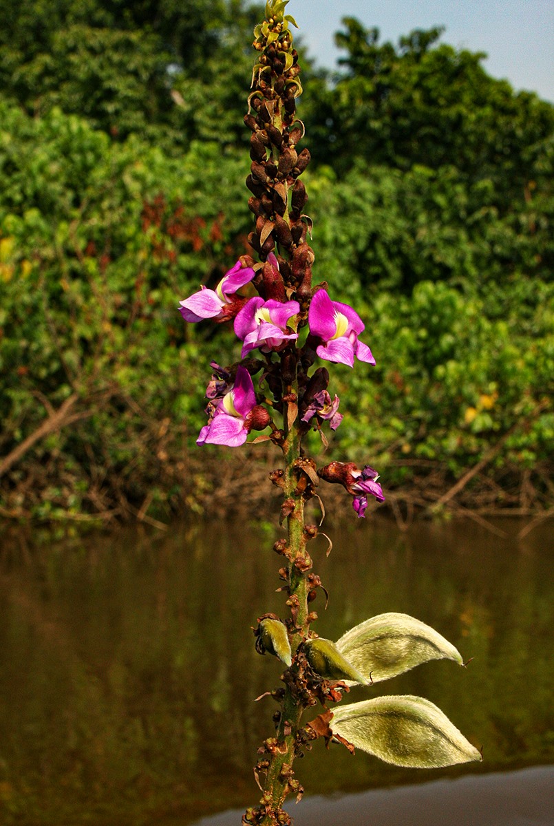 Macropsychanthus comosus