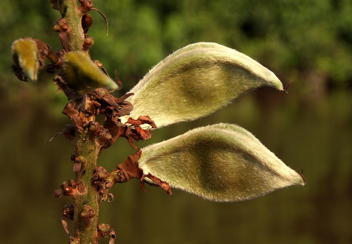 Macropsychanthus comosus