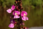 Macropsychanthus comosus