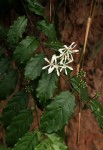 Turraea vogelii