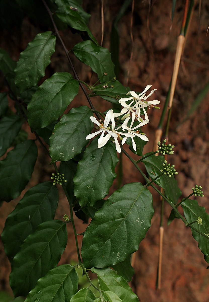 Turraea vogelii