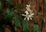 Turraea vogelii