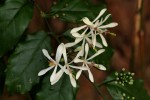 Turraea vogelii