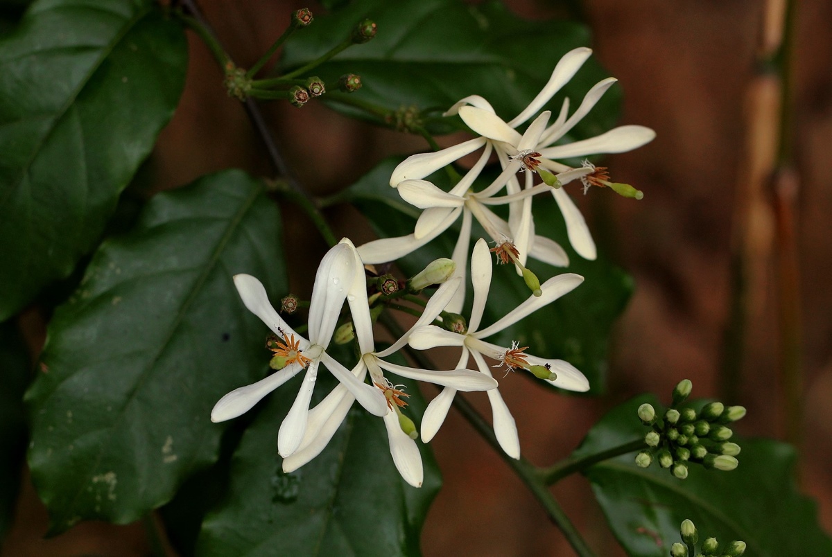 Turraea vogelii