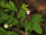 Oxalis barrelieri