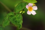 Oxalis barrelieri