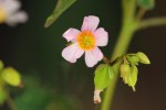 Oxalis barrelieri