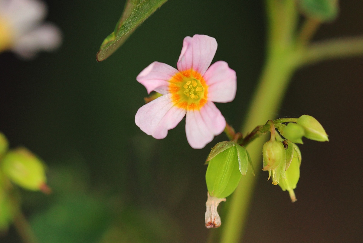 Oxalis barrelieri