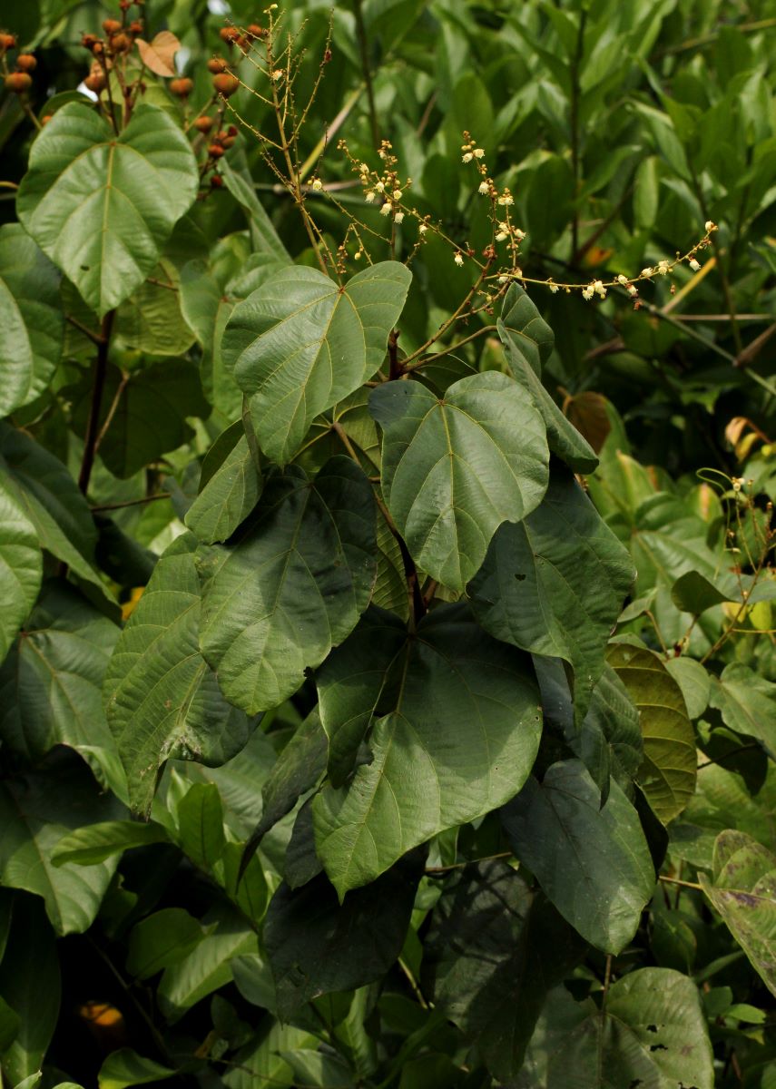 Manniophyton fulvum