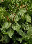 Manniophyton fulvum