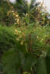Manniophyton fulvum