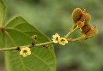 Manniophyton fulvum