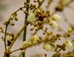 Manniophyton fulvum