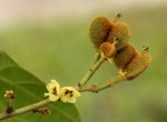 Manniophyton fulvum
