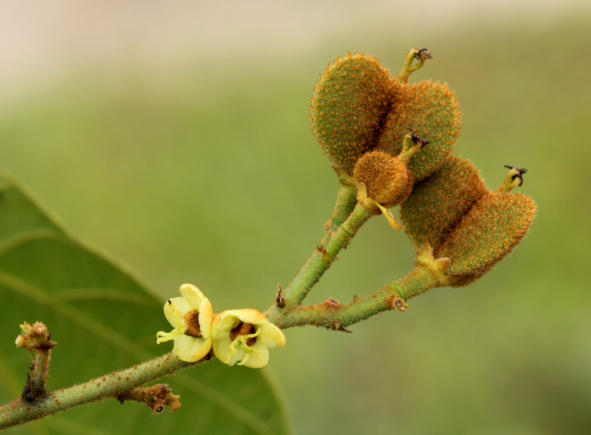 Manniophyton fulvum