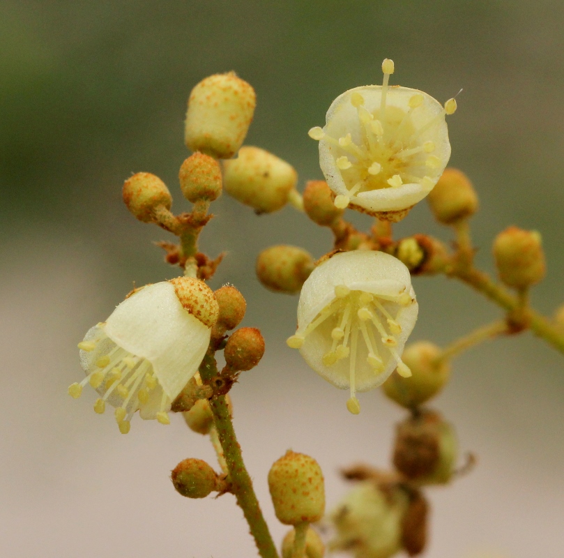 Manniophyton fulvum