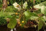 Eriocoelum microspermum