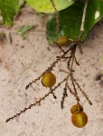 Eriocoelum microspermum