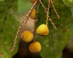Eriocoelum microspermum