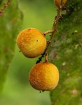 Eriocoelum microspermum