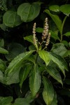 Palisota ambigua