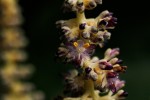 Palisota ambigua