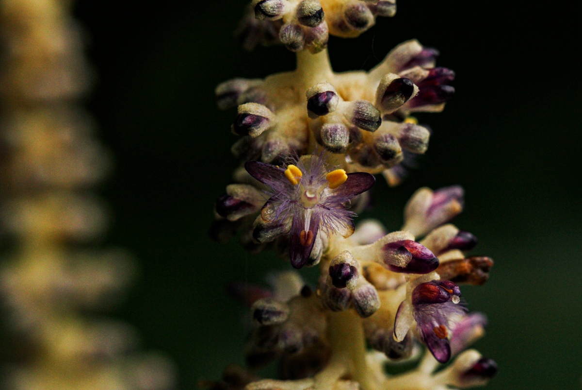 Palisota ambigua