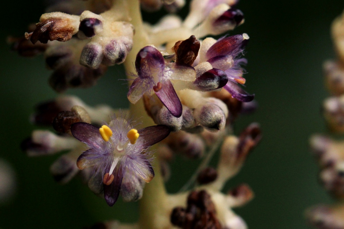 Palisota ambigua