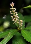 Palisota ambigua