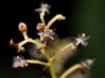 Palisota ambigua
