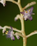 Palisota ambigua