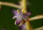 Palisota ambigua
