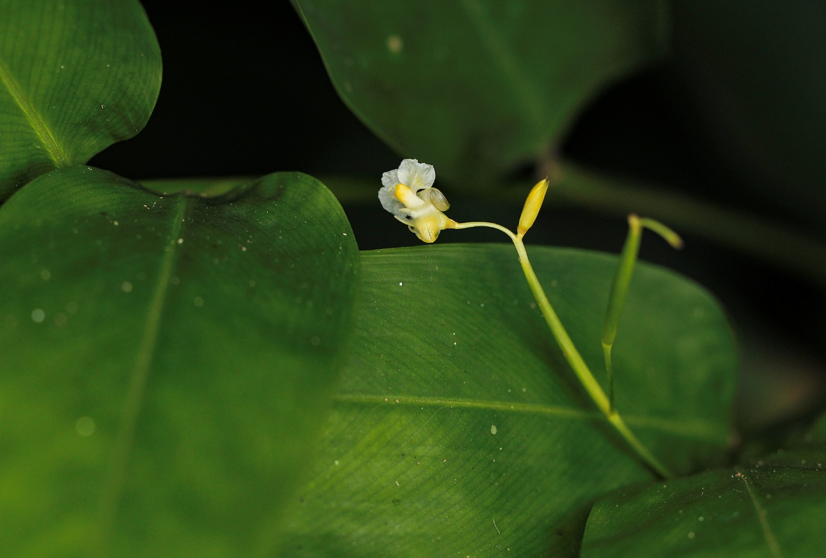 Marantochloa congensis