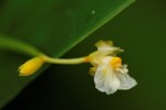 Marantochloa congensis