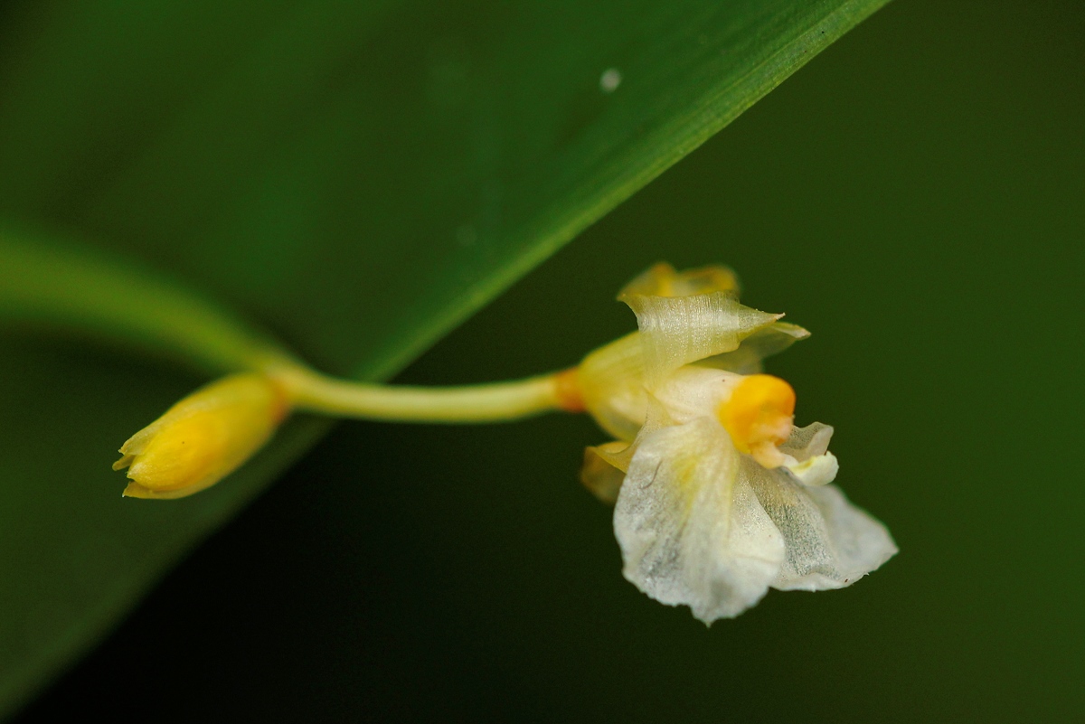 Marantochloa congensis