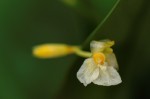 Marantochloa congensis