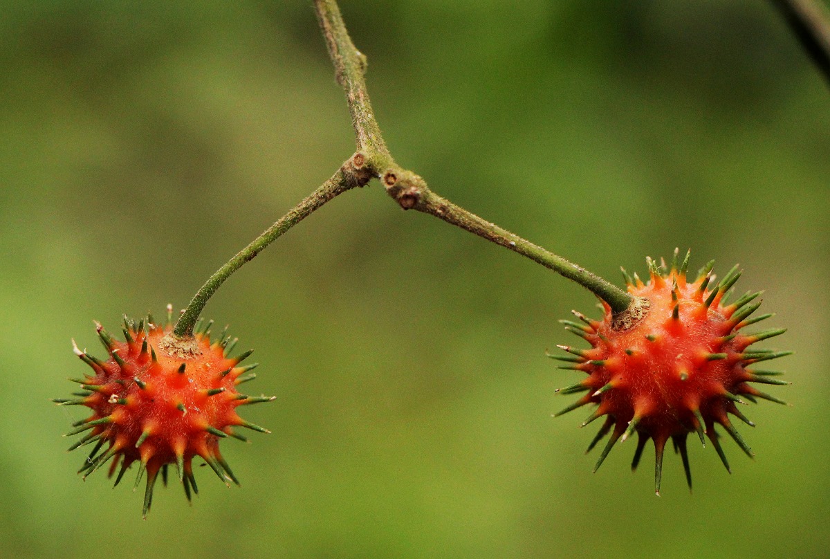 Lindackeria dentata