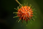 Lindackeria dentata