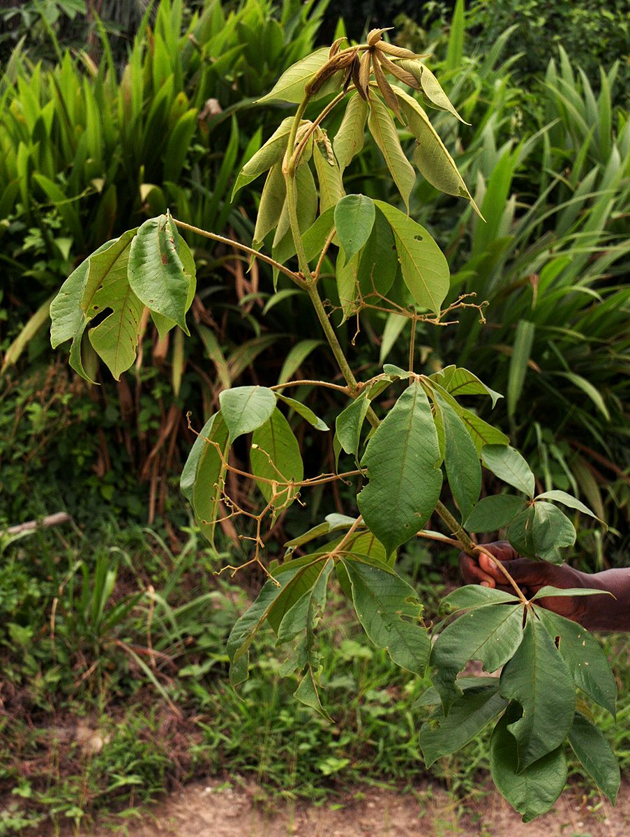 Vitex congolensis var. congolensis