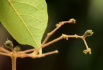 Vitex congolensis var. congolensis
