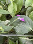 Dicliptera hensii