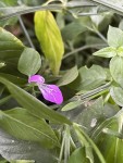 Dicliptera hensii