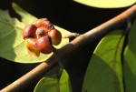 Uvaria laurentii