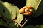 Uvaria laurentii