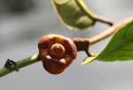 Uvaria laurentii