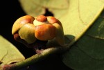 Uvaria laurentii